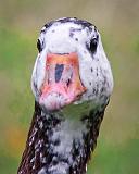 Goose Head_25943